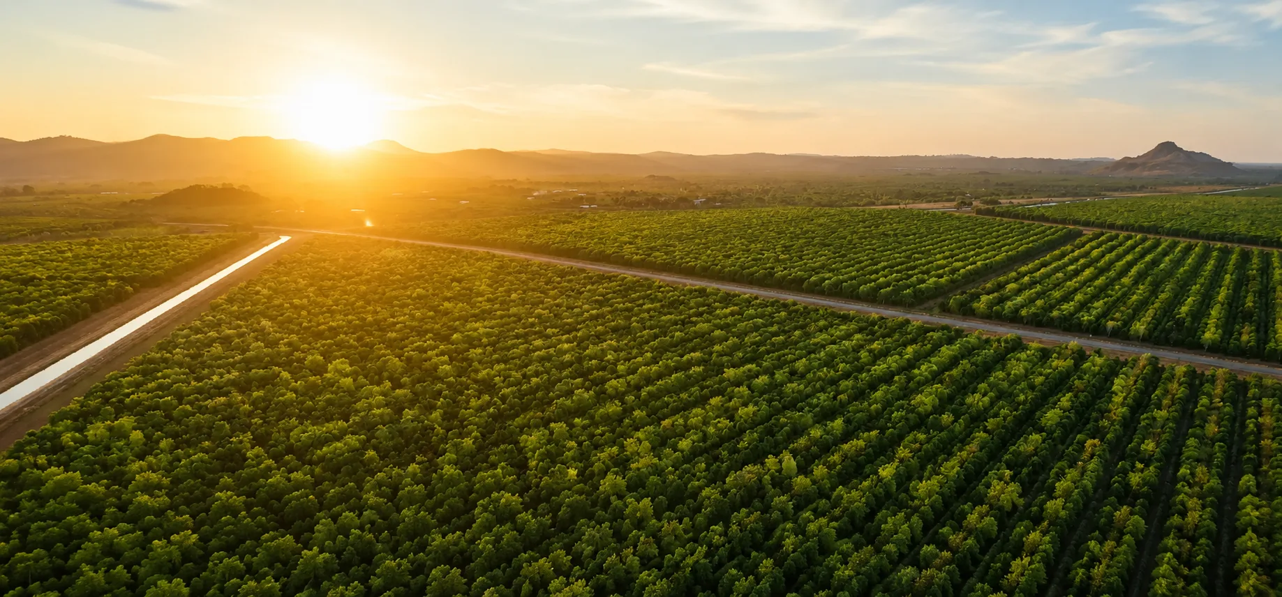 Aerial view of red sandalwood plantation blocks at sunset in Andhra Pradesh